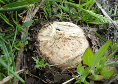 Agaricus bitorquis cap